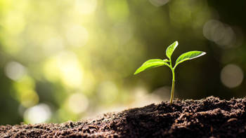 An image of a small plant sprouting from the dirt